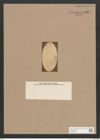 Navicula lesinensis Grun. (de-Toni-Nr.: Genus 1) Zeichnungen Sammlung Grunow Nr. 1347 (NHMW-BOT-W0368285)